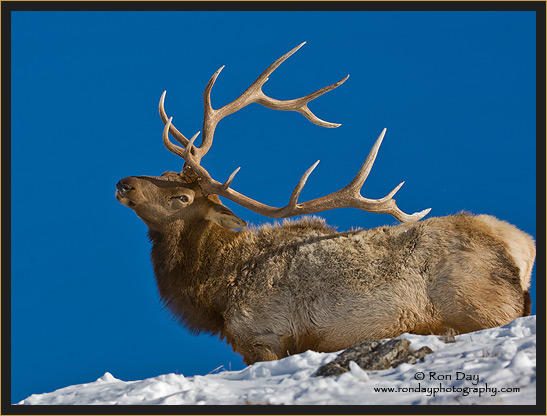 Bull Elk (Cervus elaphus), in Snow