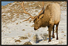 Bull Elk 5636 Thumbnail