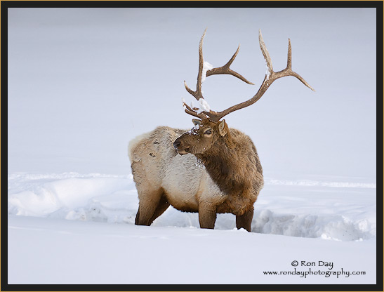 Bull Elk (Cervus elaphus) in Deep Snow