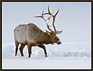 Bull Elk 6548 Thumbnail