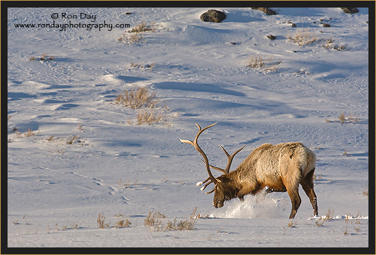 Bull Elk (Cervus elaphus), in Snow