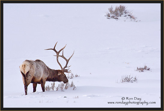 Bull Elk (Cervus elaphus), Grazing in Snow
