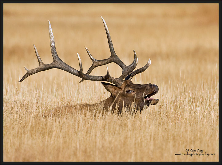 Bull Elk Lying in Grass near Madison River, Yellowstone NP