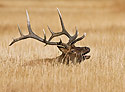 Bull Elk 9899