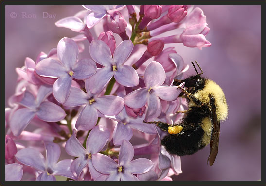 Red-tailed Bumble Bee (Bombus ternarius), on Lilac 