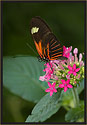 Heliconius Butterfly