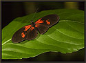 Heliconius Butterfly