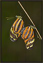 Heliconius Butterflies