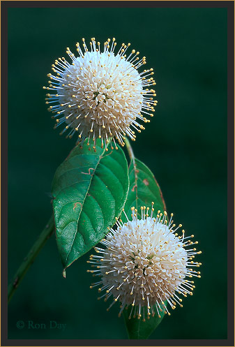 Buttonbush (Cephalanthus occidentalis)