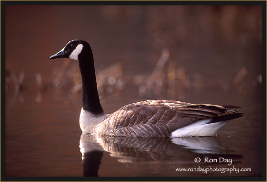 Canada Goose (Branta canadensis)