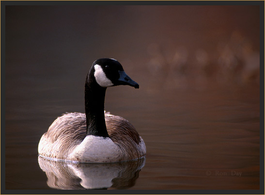 Canada Goose (Branta canadensis)