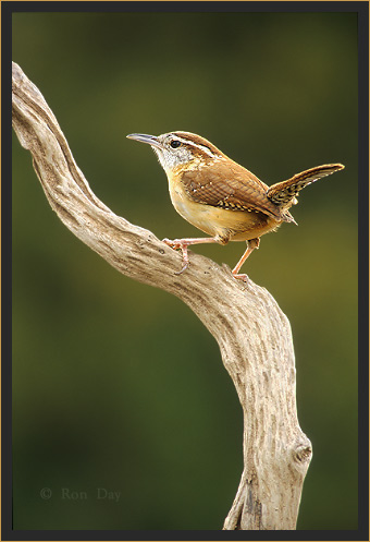 Carolina Wren (Thryothorus ludovicianos)