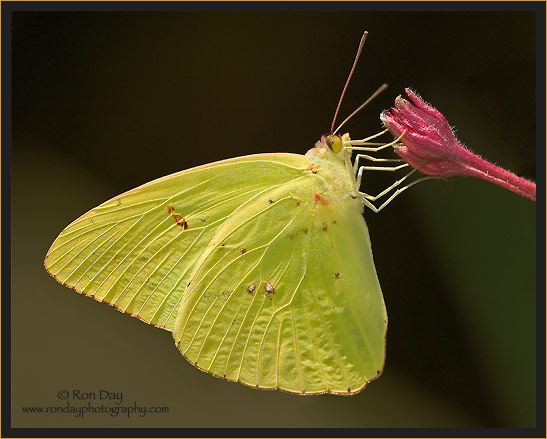 Clouded Sulphur Butterfly (Colias philodice)