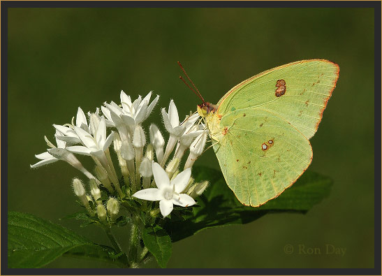 Yellow Sulphur Butterfly on White Penta Blossom