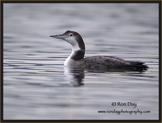 Common Loon (Gavia immer)