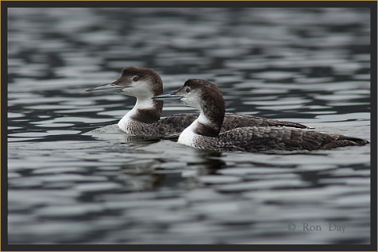 Common Loons (Gavia immer)