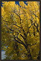 Yellow Cottonwood 