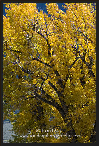 Autumn Cottonwood, Yellowstone