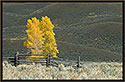 Autumn Cottonwood, Yellowstone