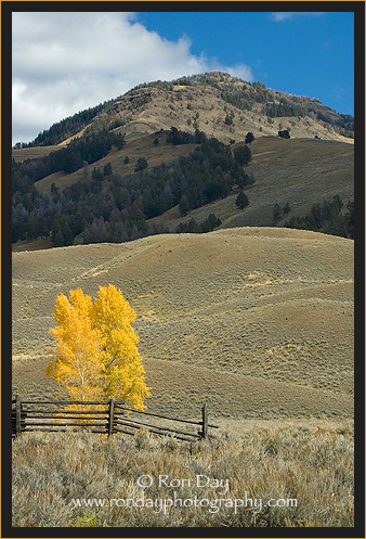 Autumn Cottonwood and Fence, Yellowstone
