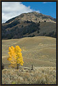 Autumn Cottonwood