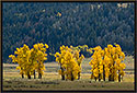 Autumn Cottonwoods, Yellowstone