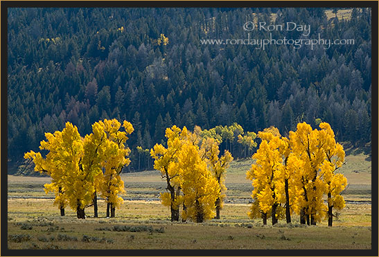 Autumn Cottonwood Trees