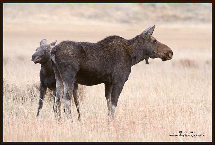 Moose Cow and Calf, Grand Teton NP