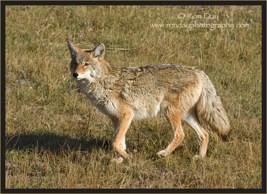 Coyote (Canis latrans), Yellowstone