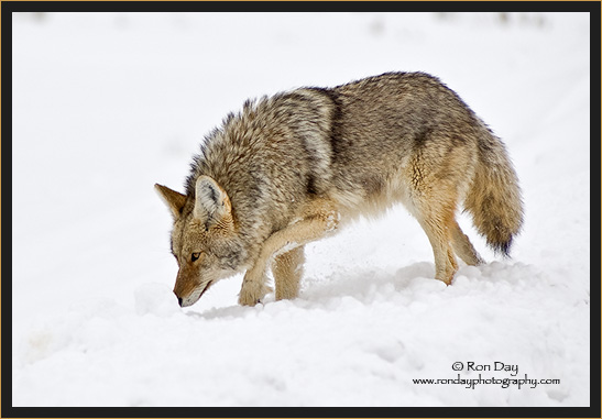 Coyote (Canis latrans), in Yellowstone Winter