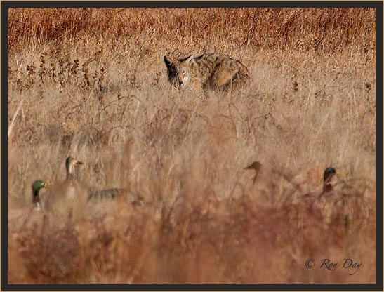 Coyote Stalking Ducks at Bosque del Apache