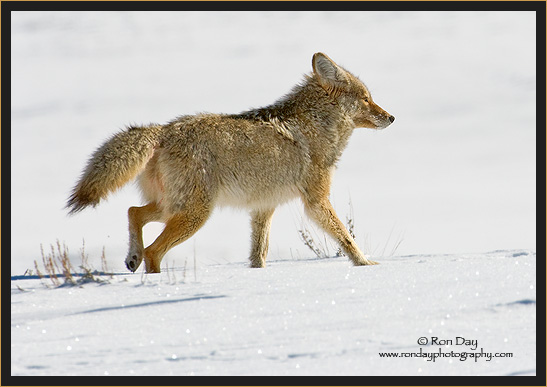Coyote (Canis latrans) in Yellowstone Winter