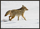 Coyote 5350 Thumbnail