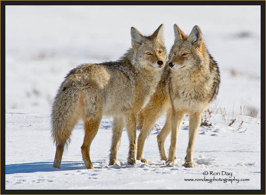 Coyote Couple (Canis latrans), Yellowstone in Winter