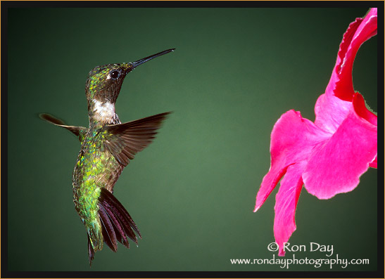 Ruby-throated Hummingbird (Archilochus colubris), male