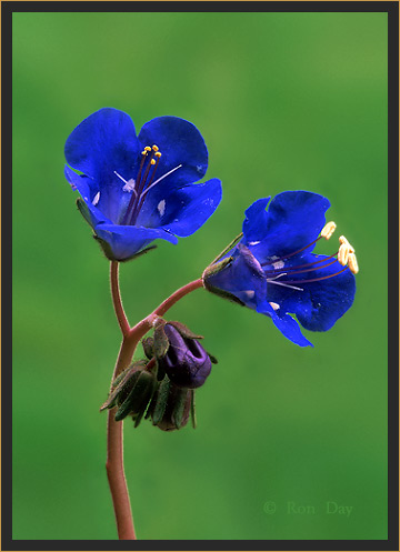 Desert Bell wildflower, (Phacelia campanularia) 