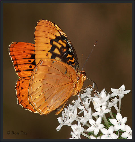 Diana Butterfly on White Penta