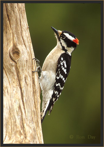 Downey Woodpecker (Picoides pubescens), male