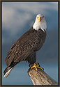 Bald Eagle, Alaska