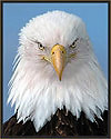 Bald Eagle 199