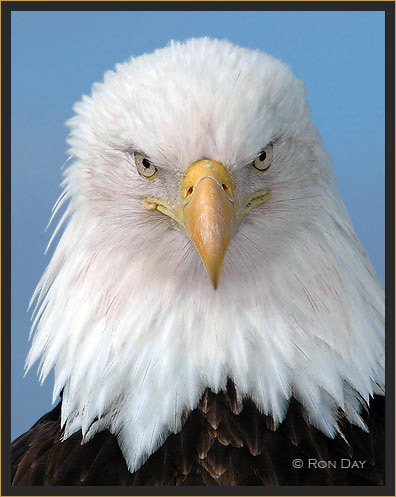 Bald Eagle Close-up Portrait
