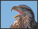 Bald Eagle 224