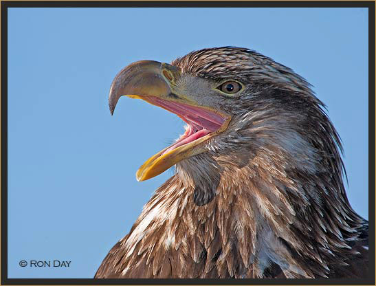 Immature Bald Eagle Calling