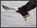 Bald Eagle 319