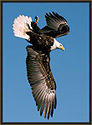 Bald Eagle 390