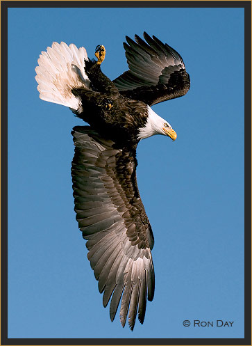 Bald Eagle Turning Downward