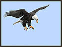 Bald Eagle 478