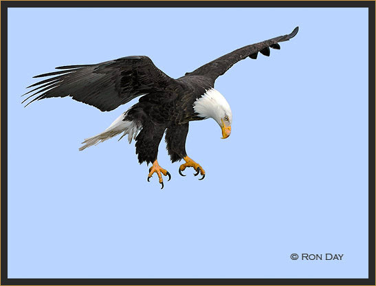 Bald Eagle Landing Talons Spread