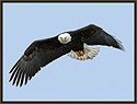 Bald Eagle 497