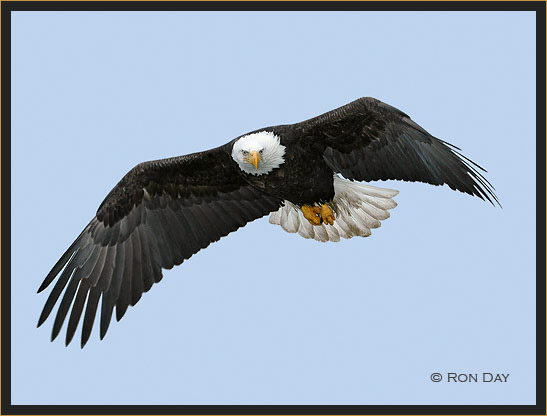 Bald Eagle (Haliaeetus leucocephalus) in Flight